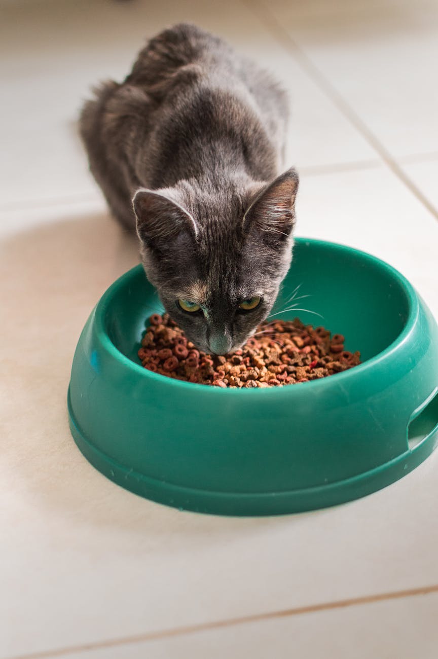5 Popular Cat Foods Recalled For Dangerous Ingredients