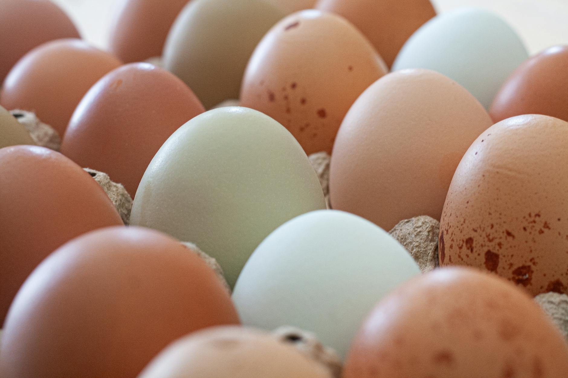 variety of farm fresh eggs in carton
