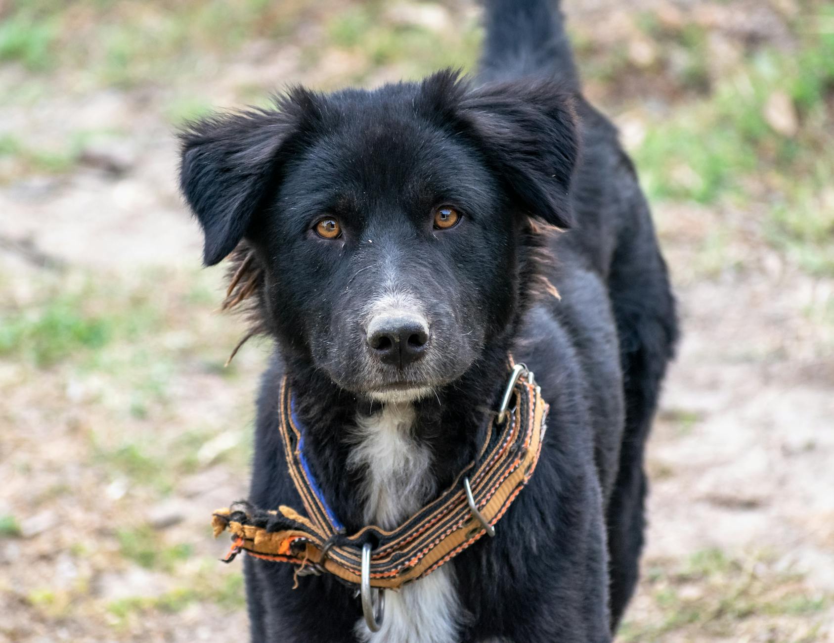 5 Illnesses You Can Give To Your Dog