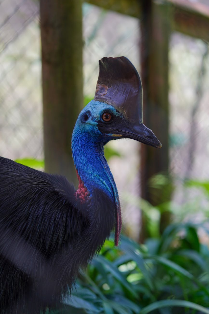 close up of a southern cassowary at zoo
