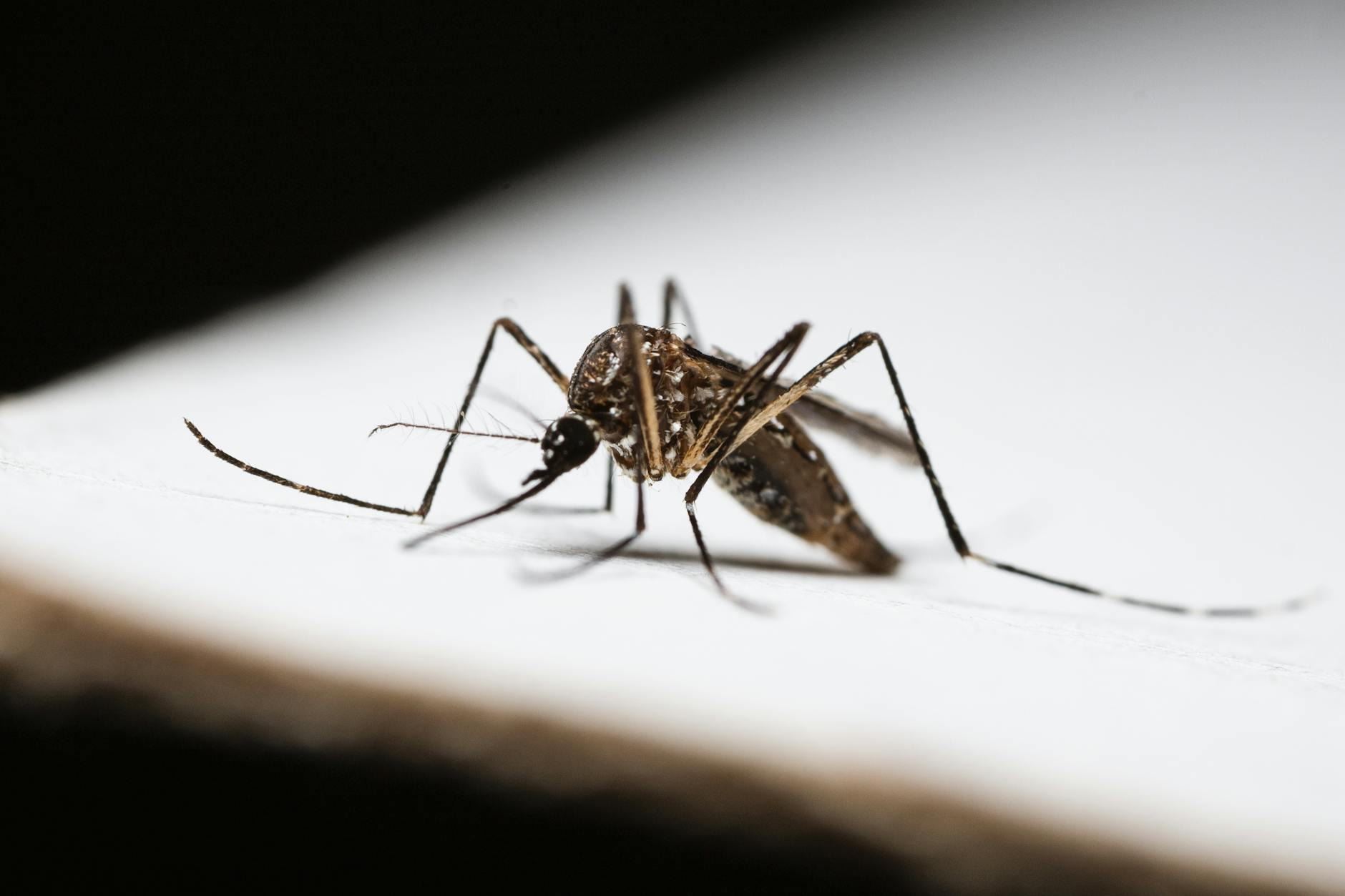 close up of mosquito on white surface