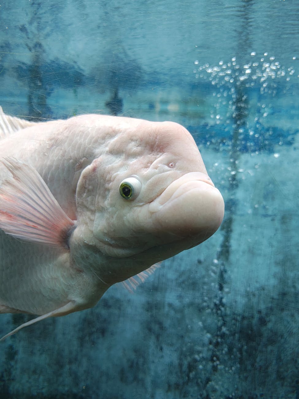 6 Seafoods Now Banned In The U.S