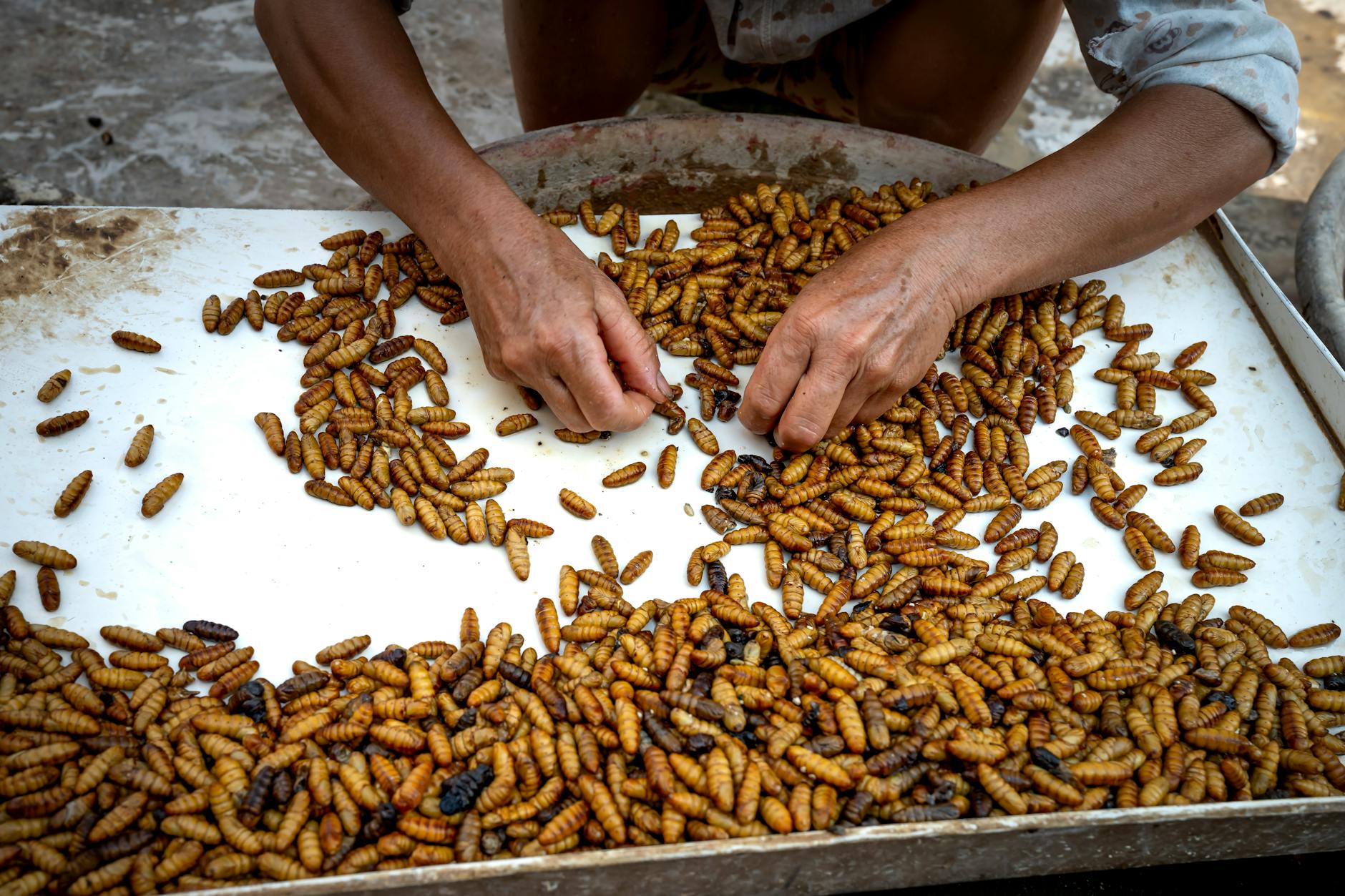 13 Foods you Didn’t Know Contained Edible Bugs