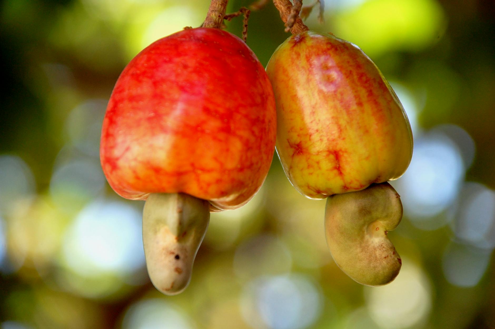 5 Nuts You Didn’t Know Are Actually Seeds