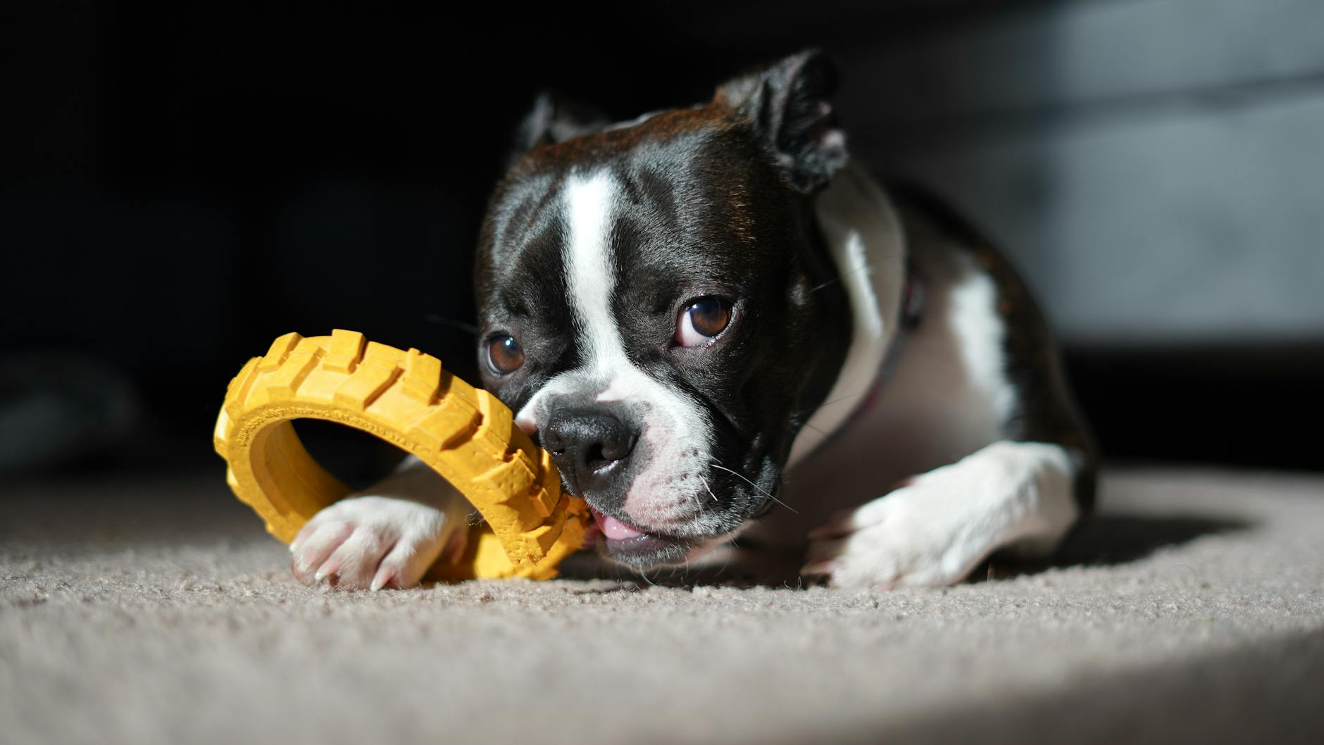 7 Chew Toys You Should Never Give Your Dog