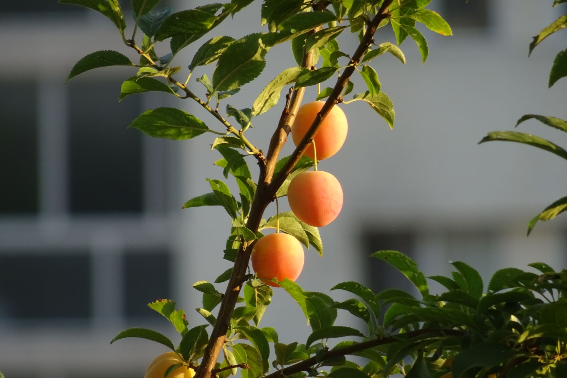 fruits on a green plant